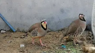 Part 02 | Live Chakor Bird Calling | Real-Time Nature Sound from Mountains 