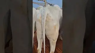 রাজশাহী সিটি হাটের বলদ গরুর কালেকশন #cow #গরুর #dairyfarm #buffalo #animals #bull #মহিষের #farming