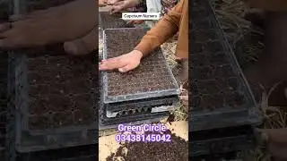 #nursery #crops #agriculture #farmcrops #farming #farmproducts #growth #fruiting #vegetable