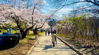 “Cherry Blossoms in Full Bloom at Toronto High Park 🌸 | Stunning Spring Views” @ExploreCanada