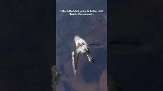 Will this tufted duck be leucistic #cotw #gaming #hunting #birds #countrymusic