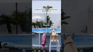Guess who won?#pool #poolhour #poolfountain #summer #abovegroundpool #poolfun #poolday #backyard