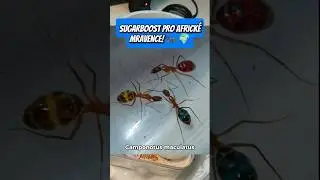 Camponotus maculatus ko&scaron;tuje sugarboost @AntsEuropeEU #mravenci #antsczech #camponotus