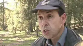 Illegal logging threatens Moroccan forest