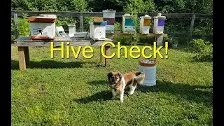 Quick BeeHive checks & a Split ~ Homestead Corner