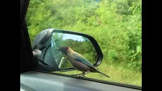 Lesser Antillean Tanager Birds of Grenada