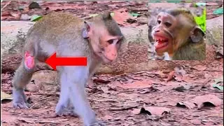 Almost D_ied Really A_ttack Small Monkey Seri_/ously  Bro_/ken One Leg...!