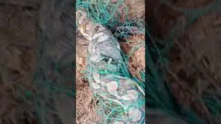 guys dahil malakas ulan kagabi Lubas sawa at na trapped sa net dinaka Wala @mzbchannel2856