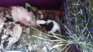 Piglets are growing up