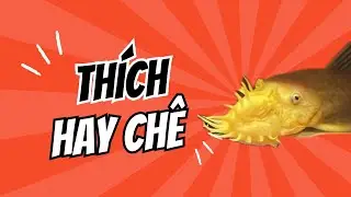 C&aacute; Shortfin c&oacute; th&iacute;ch b&iacute; đỏ? Kh&aacute;m ph&aacute; ngay!