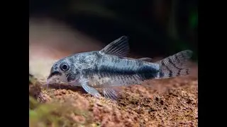 Marmorierter Zwergpanzerwels - Hoplisoma habrosus