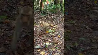 Lovely monkey find food #monkeys #monkeyvideo #monkeylove #monkeylife #animals #wildlife