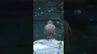 Brown Dipper On The Flowing Chhapi River | Escape Into The Wild