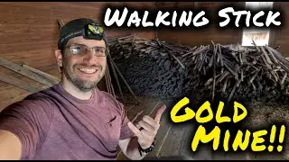 HOW I found SO MANY WALKING STICKS!!