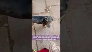 Unconditional love 🫶 Stray dogs 🐕 #humanity #respectanimals #hungry #straydogs #pureheart #shorts