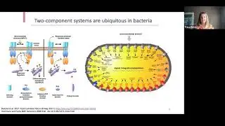 2021 09 16_Tracy Raivio_Pushing the bacterial envelope - from respiration to infection