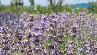 &lsquo;Purple economy&rsquo;: Lavender Farming in Kashmir