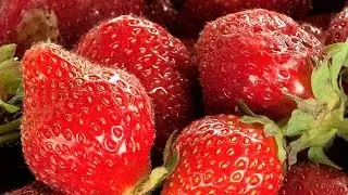 Dehydrating Frozen Strawberries