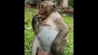Balloon Baby Sweet Pea Eating A Lot,Big Stomach Baby Monkey Sweet Pea So Fat,WILD DOCUMENTARIES KH