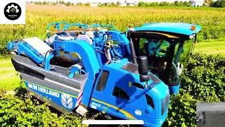 How to produce millions of vines | How To Produce Millions Of Vines