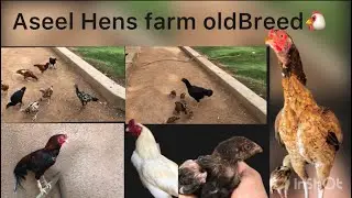 Aseel hens farm 🐔🐥old Breed