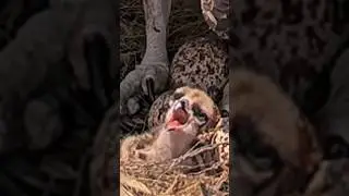 Osprey chick hatched #Captiva #Osprey #Nest #Egg #Bird #birdegg #birdbaby