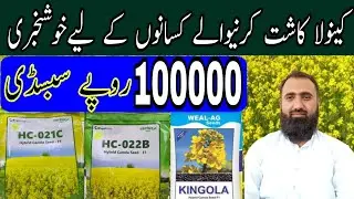 How to get subsidy on Canola cultivation | Subsidy on Hybrid Canola seed | Bilal Kanju Official