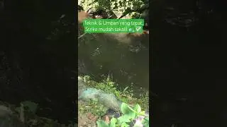 Teknik & Umpan yang tepat, Strike mudah sekali! 🎣✅ #microfishing #tanagofishing #mancinguceng