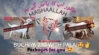 Palai packages with Qurbani animal 2026 goats with PALAI packages🥰 MashaAllah just dial 03041609337