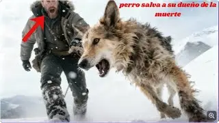 Perro salva a un joven de LA MUERTE