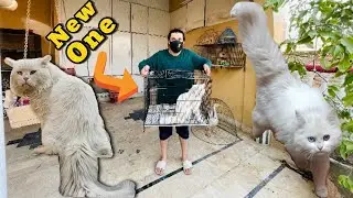 Subscriber Ny Odd Eyes Male Cat Di