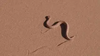Elmo down2 desert e38