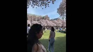 Cherry Blossoms! #seattle #cherryblossoms #uw