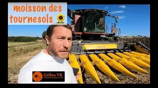 Moisson des tournesols 🌻  avec un cueilleur à maïs 🌽