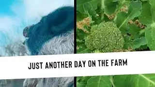 Country tiktok compilation