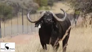 Buffalo Bull Nduvo by Phala Phala on Stud Game Breeders auction - Lot 69