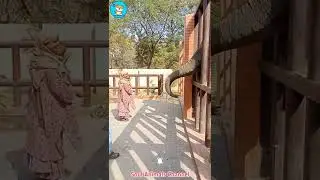 Elephants Asking For Banana's From a Poor Lady | Soul Animals