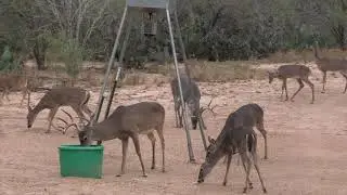 Sportsmanschoice Feed Record Rack Deer