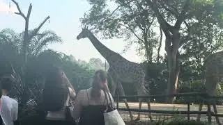 Fun in Singapore 🇸🇬 Zoo 🐍🐋🦧🦓…#singapore #fun #zoo #animals 
