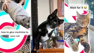 🚀 FUNNY Cat Videos Try Not to Laugh 2020 | Gatos Fabulosos