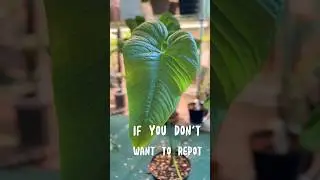 One Step to Get Bigger Aroid Leaves (Part 2) | Anthurium Rugulosm #plantcare #anthurium #aroids