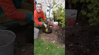 Comment planter un prunier ? ( mirabelle de Nancy) ensemble retrouvons le chemin de la nature !!💚💚
