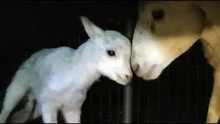 Adorable Newborn Lamb Learns to Walk... and Fall :)