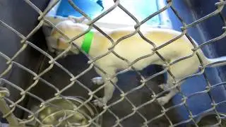 A Walk through the Shelter