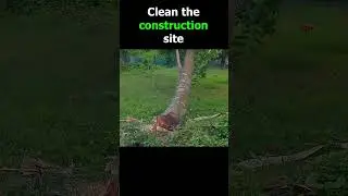 Cutting trees on construction sites! #shortvideo #treecutting