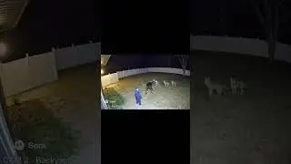 5 coyotes no problem, dog saves child #cool #cat #facts #dog