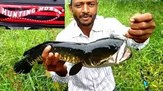 #Snakehead #Catch my //😲wow# Amazing fishing🎣 incredible fishing..
