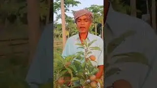 Thai Kalapati Chiku Plants In Odisha #farming #odia #odisha