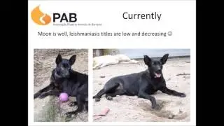 Moon the warrior dog with leishmaniasis