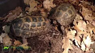 Courtship Habits of the Forsten's Tortoise